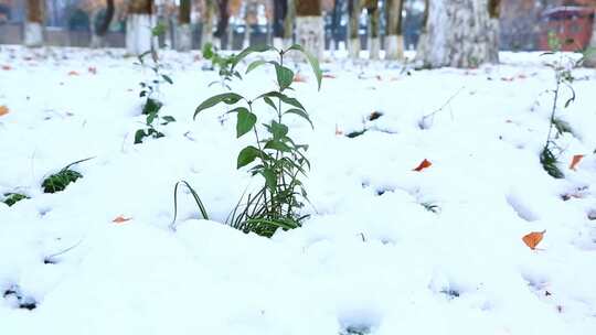 西安大明宫遗址公园大雪雪景