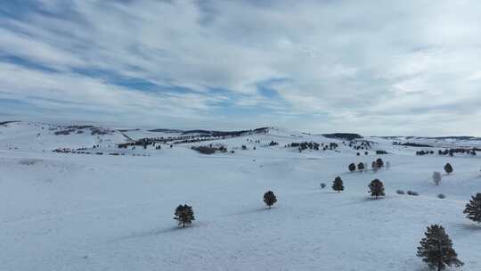 呼伦贝尔冬季白色雪原绿色松林