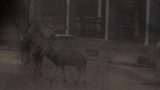 4K 北京南海子麋鹿苑麋鹿