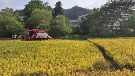 赣南稻田丰收