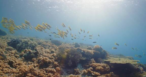 海底的鱼群和珊瑚