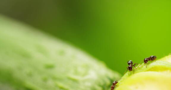 夏天蚂蚁在花蒂上采集露水花蜜