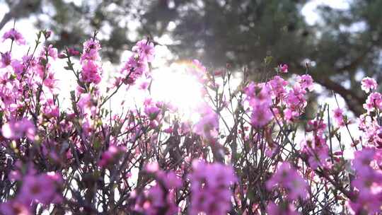 景观树桃花公园观赏树桃花