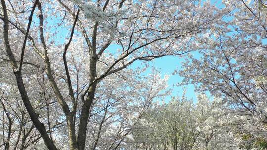 无锡金匮公园樱花地拍横移视角