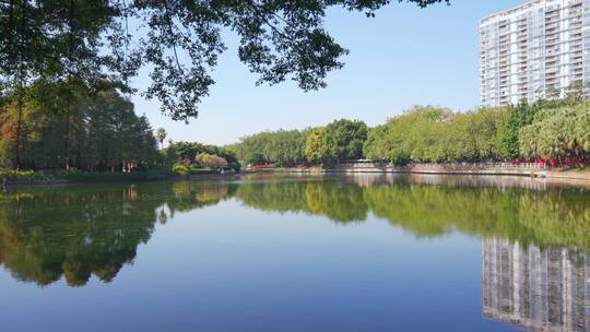 广州流花湖公园棕榈树林与湖景自然风光