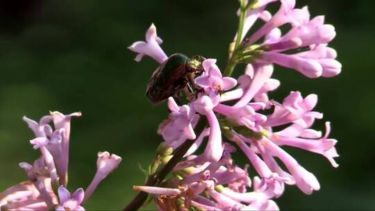 紫色的花上有一只甲虫