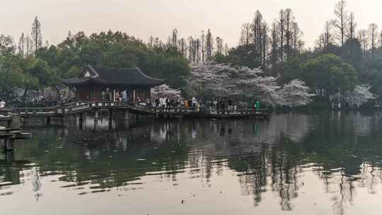 杭州西湖 曲院风荷 春天 樱花季 延时