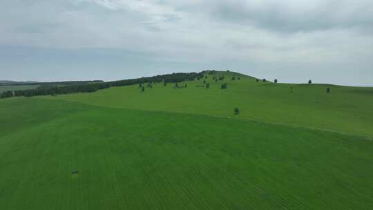 夏日垦区田野风景