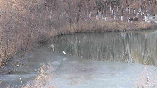 中国华北城市湿地秋冬白鹭鸟起飞唯美慢镜