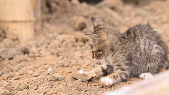 野猫抓鱼、嬉戏