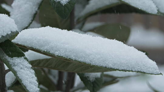 树叶积雪慢镜头4K实拍空镜视频素材模板下载