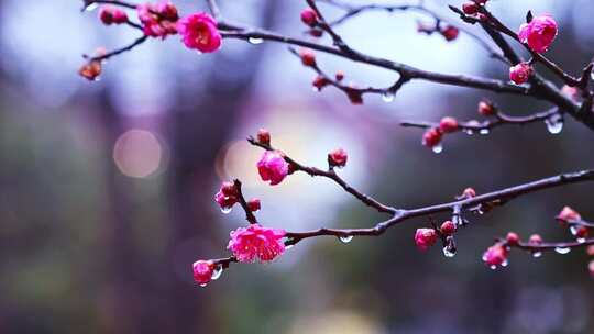 南京梅花山雨中盛开的红梅花