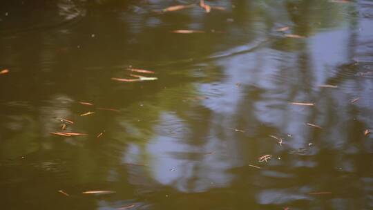 水池池塘鱼苗青蛙蝌蚪生态视频素材模板下载