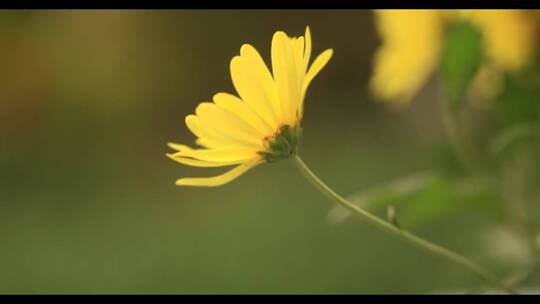 黄色的花朵 (2)