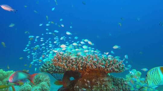 热带鱼类的水下海洋视频素材模板下载
