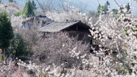 白色梅花林中的木屋