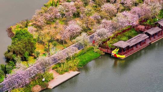 广州春天紫荆花国家湿地公园
