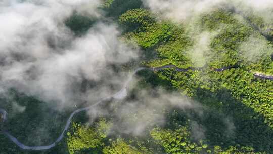 盘山公路高山云海清晨穿迷云雾森林航拍原始