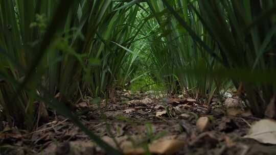 草丛地面近景实拍