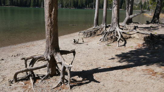 珍妮湖的树根景观视频素材模板下载