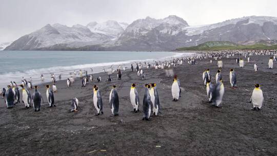 南极洲南乔治亚岛企鹅