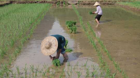 农民在水田中弯腰插秧的劳作场景