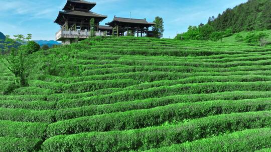 晴天茶园茶海茶山航拍