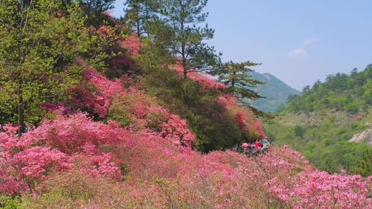 4K武汉黄陂云雾山风景区春季杜鹃花海风光