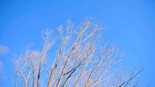 冬季晴天蓝天下的树枝