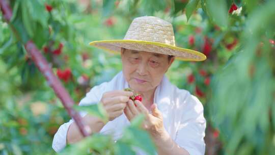 摘樱桃 农民丰收 农民笑容