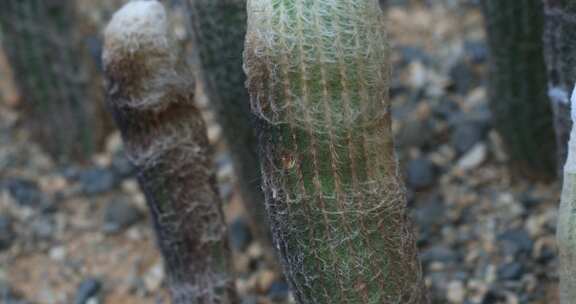 美丽的热带带刺沙生植物特写