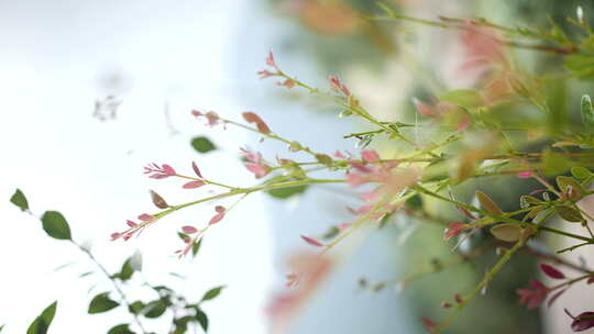 4k空镜 植物空镜头「竖屏」