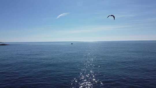 大海 海面 飞翔 海鸥