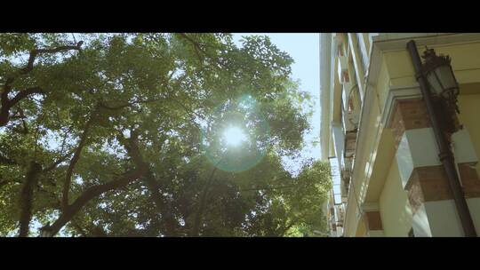 阳光透过树林LOG素材