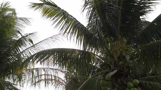 阳光下的椰子树随风飘