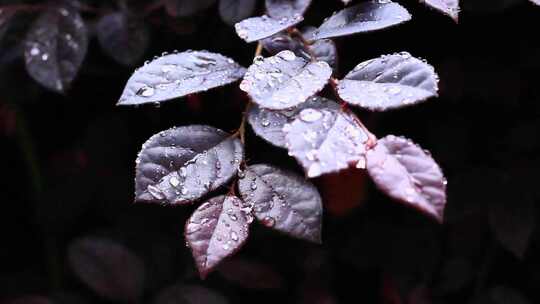 谷雨季节叶片上的水滴水珠雨水