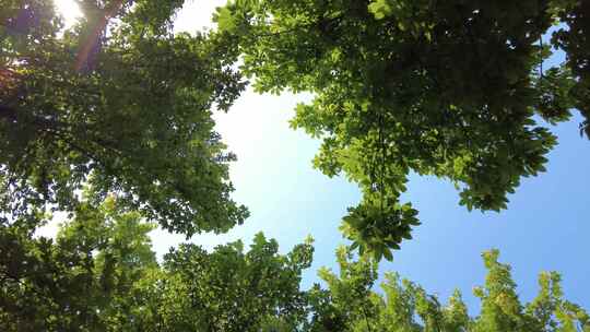 城市绿化夏日阳光树枝树叶植物鲜花实拍