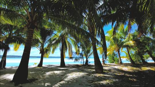 海边棕榈树空镜