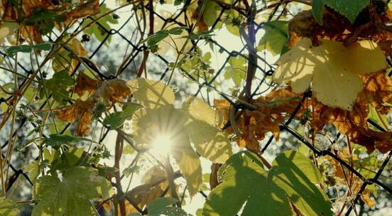 温暖秋日夕阳下逆光爬墙虎