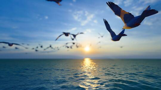 4k 一群海鸥向着太阳飞去