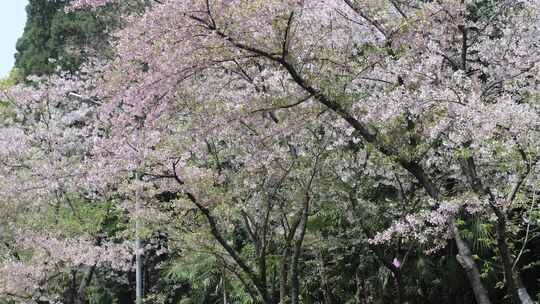 武汉大学樱花树