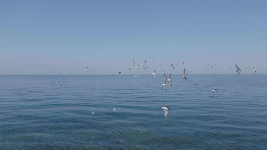 海上飞翔的海鸥