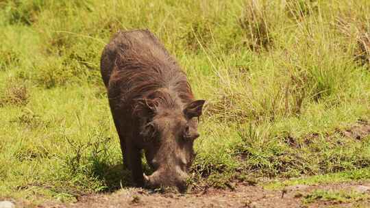 野猪，Safari，猪