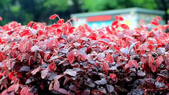 雨中园林红色植物缀满水珠雨水洒落高清