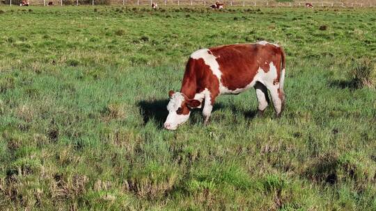牛群在草地上吃草视频素材模板下载
