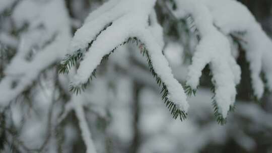 雪后松树上的积雪