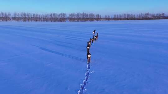 呼伦贝尔野生动物雪地狍子