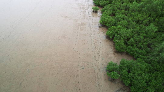 江门台山镇海湾红树林自然保护区航拍