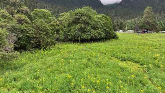 林芝市南伊沟热带雨林植被