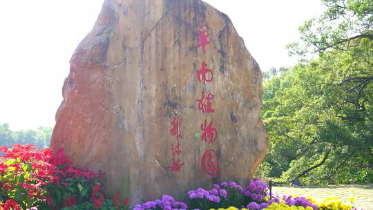 广州天河华南植物园 一品红鲜花